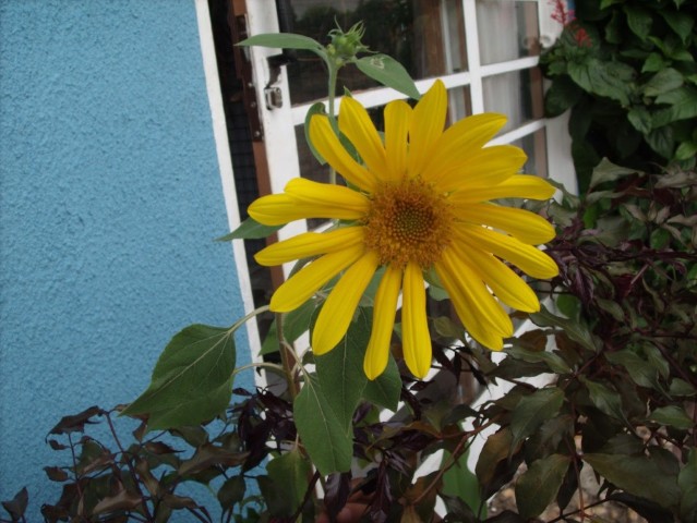 168 Revista Sexy com bumbum 3